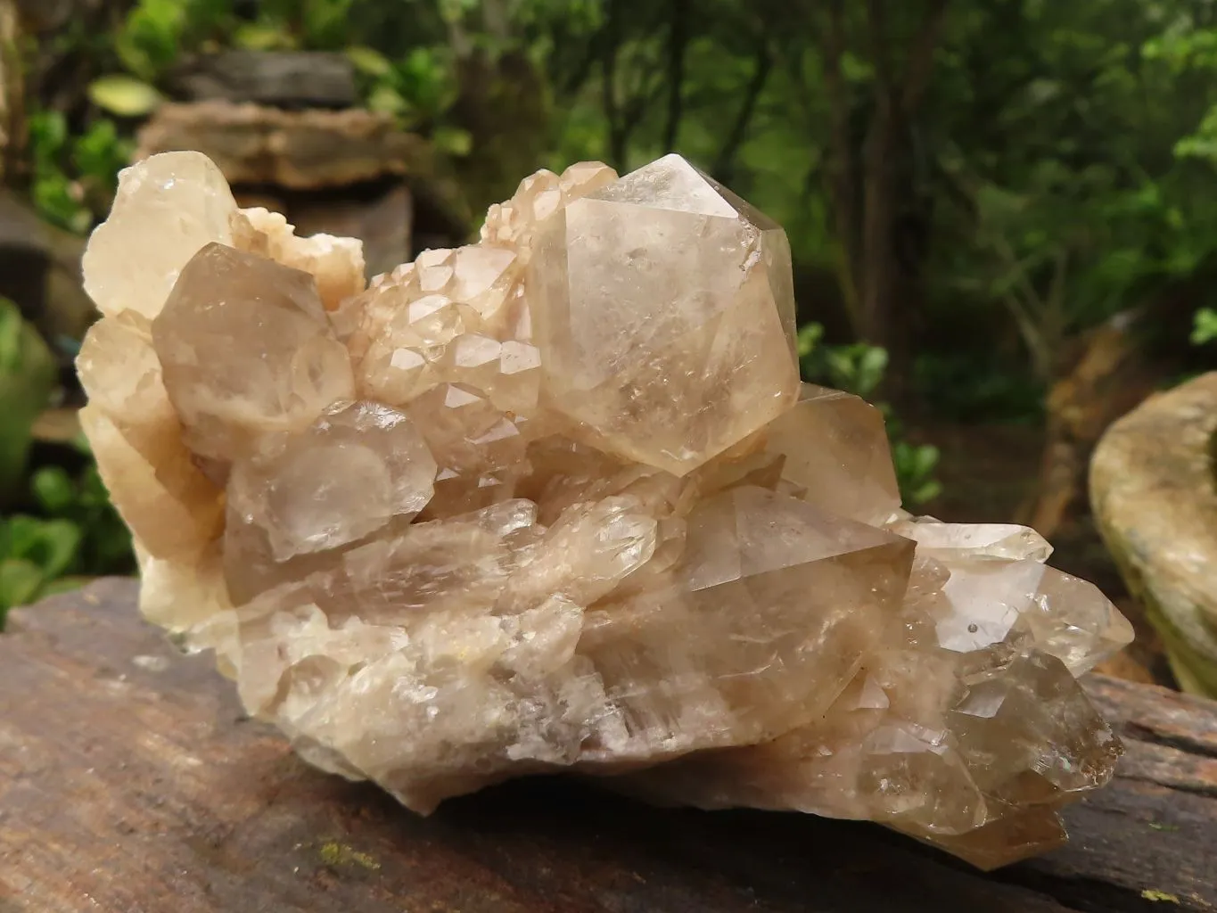 Natural Cascading White Phantom Smokey Quartz Clusters x 6 From Luena, Congo