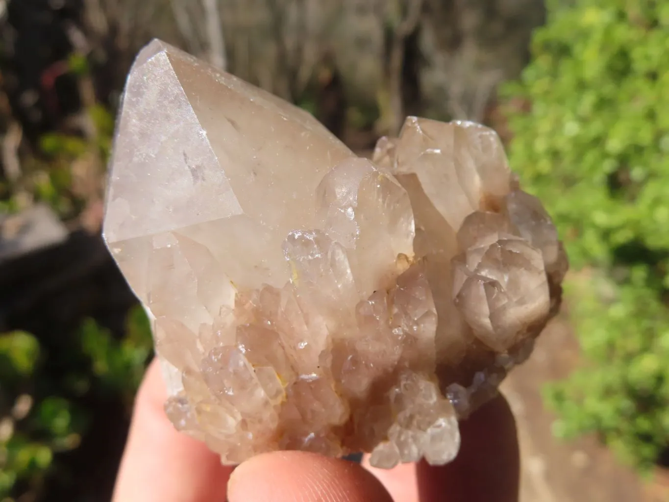 Natural Smokey Quartz Specimens x 12 From Congo