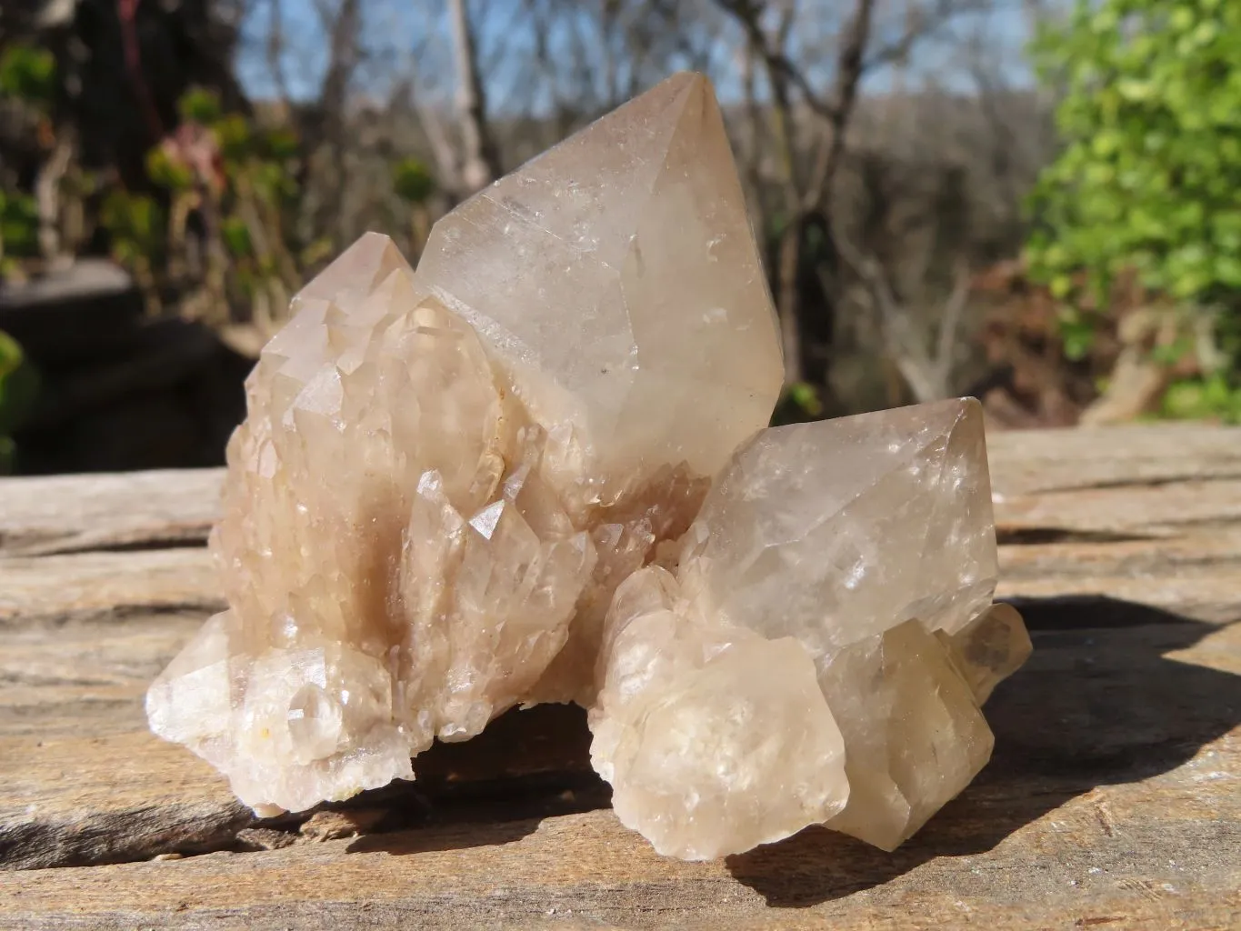 Natural Smokey Quartz Specimens x 12 From Congo