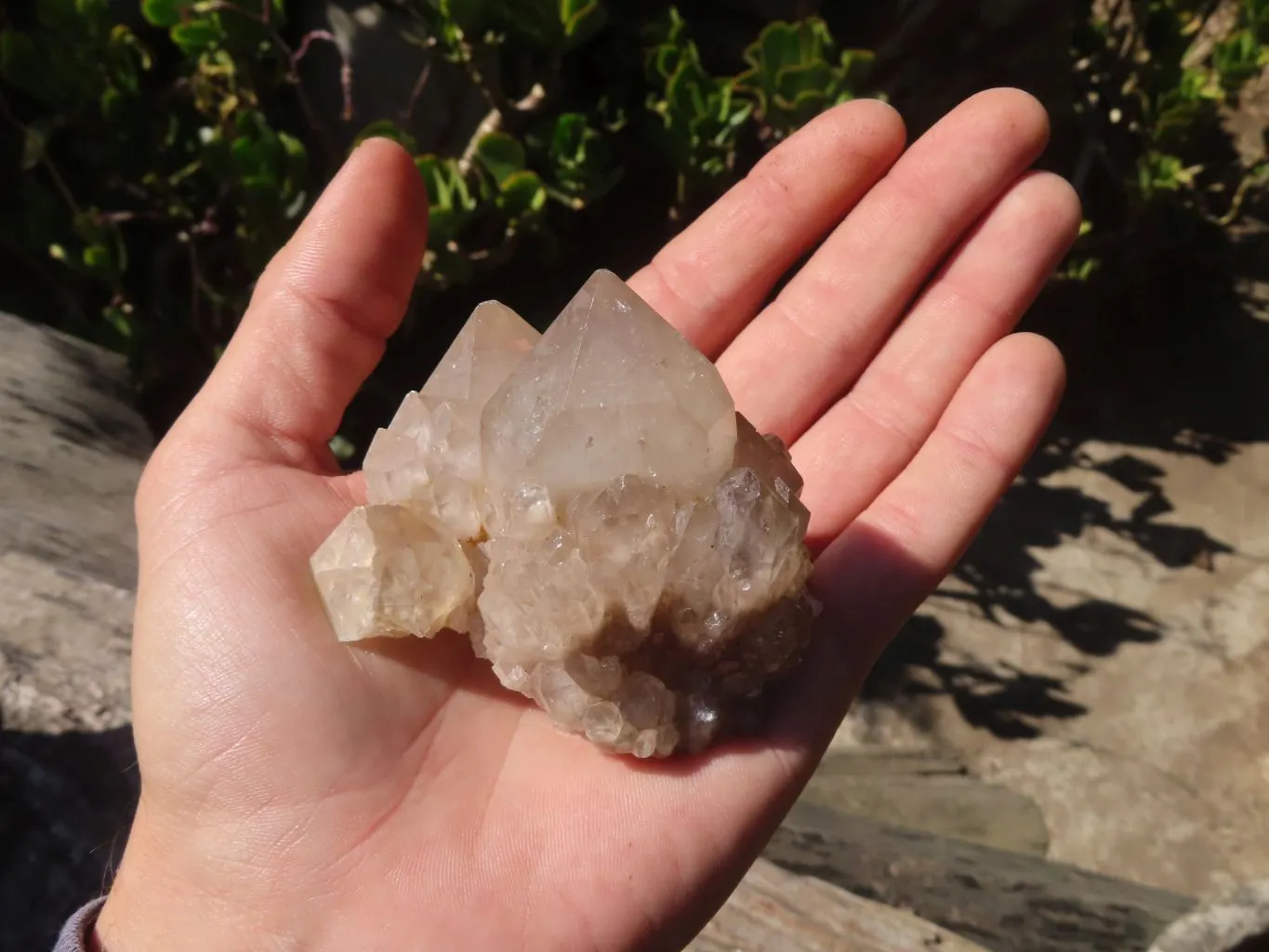 Natural Smokey Quartz Specimens x 12 From Congo