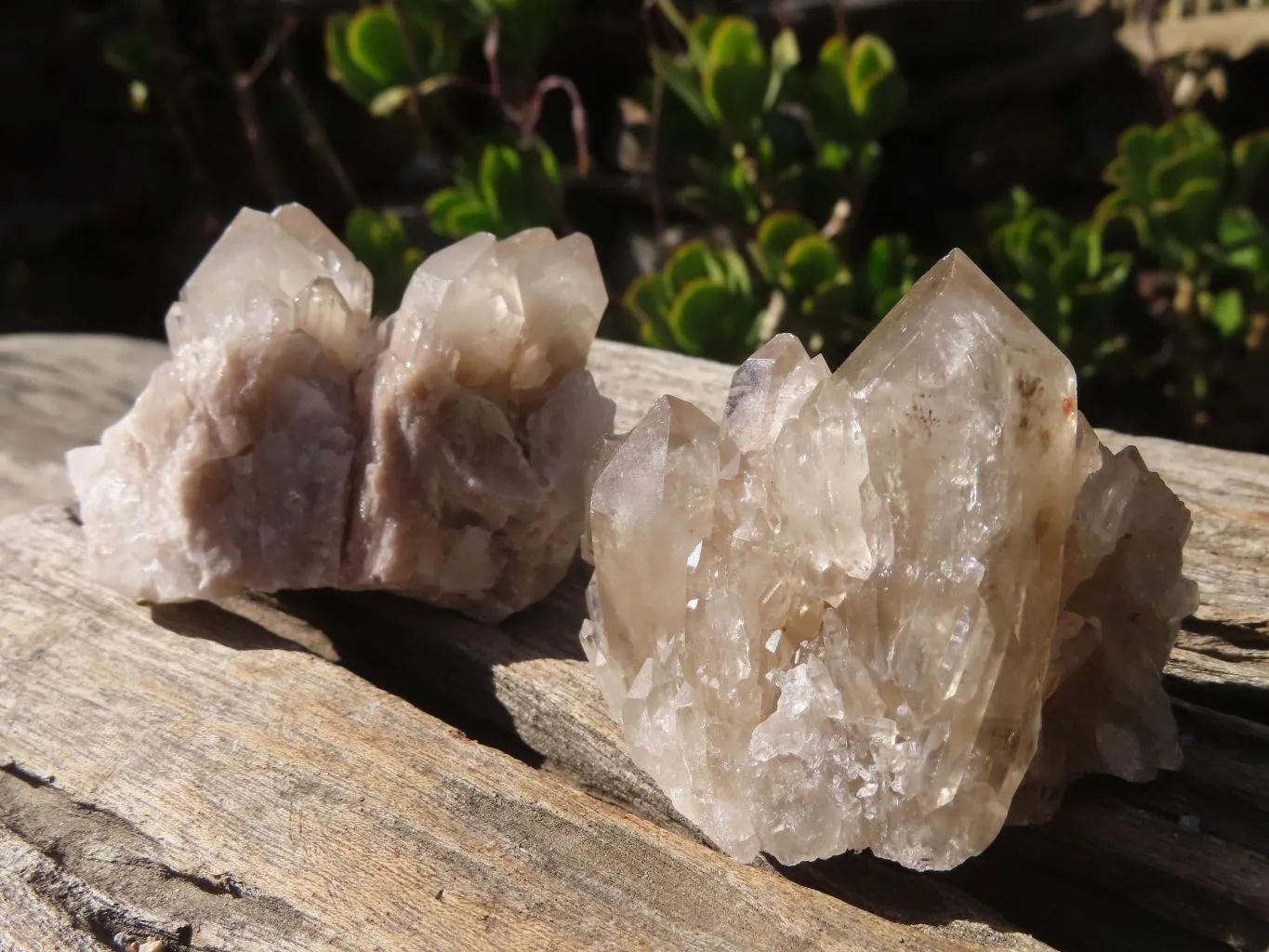 Natural Smokey Quartz Specimens x 12 From Congo