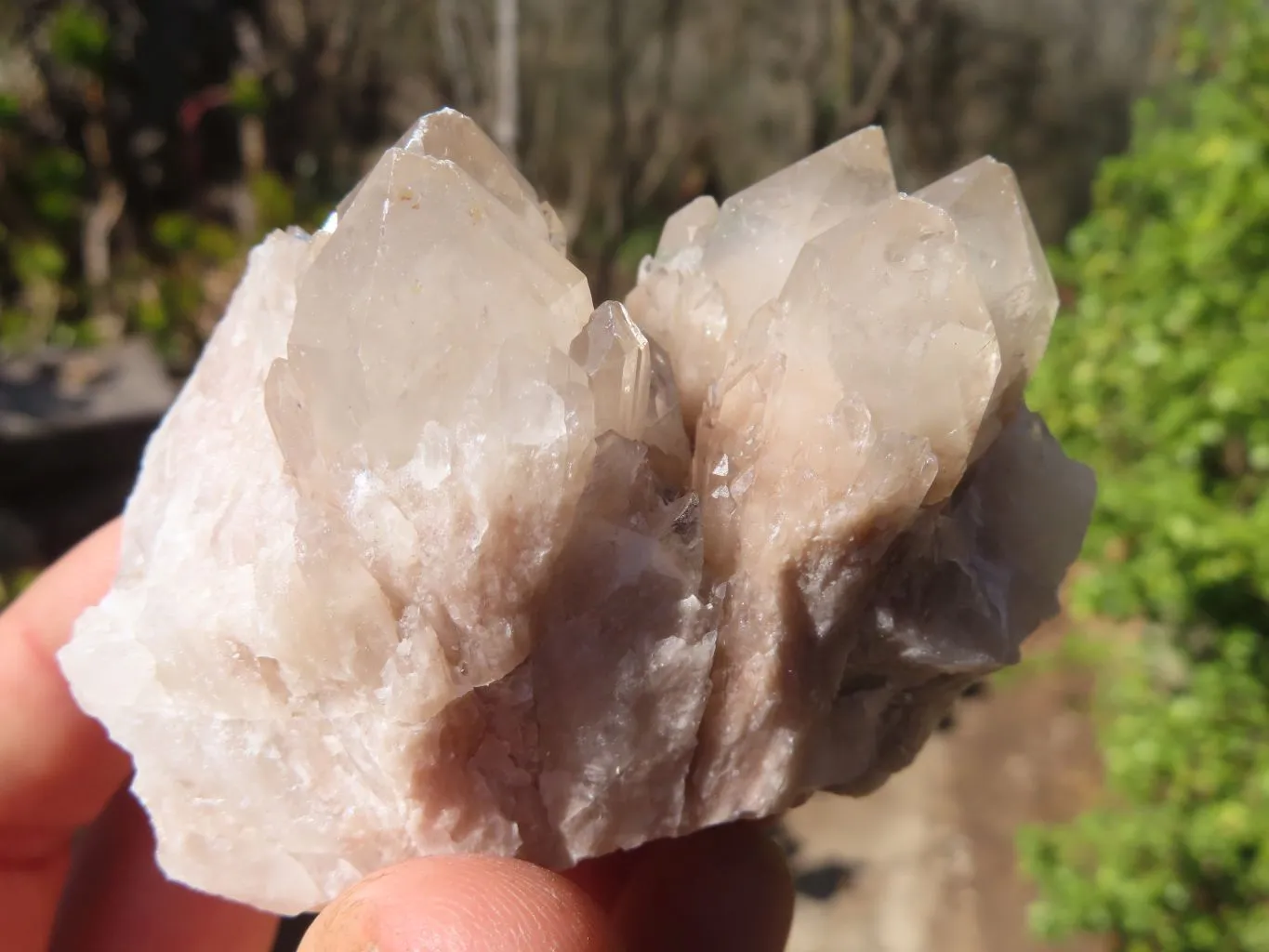 Natural Smokey Quartz Specimens x 12 From Congo